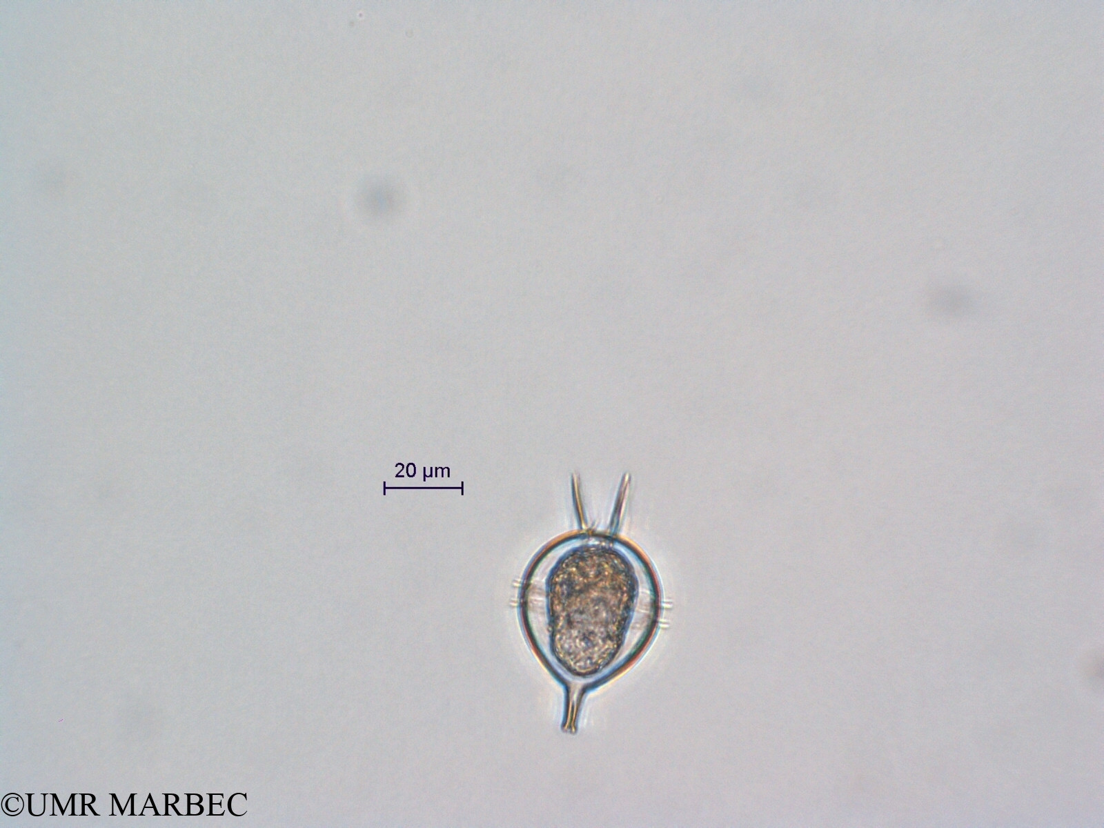 phyto/Scattered_Islands/all/COMMA April 2011/Protoperidinium cassum (ancien Protoperidinium sp22 recomposé)(copy).jpg